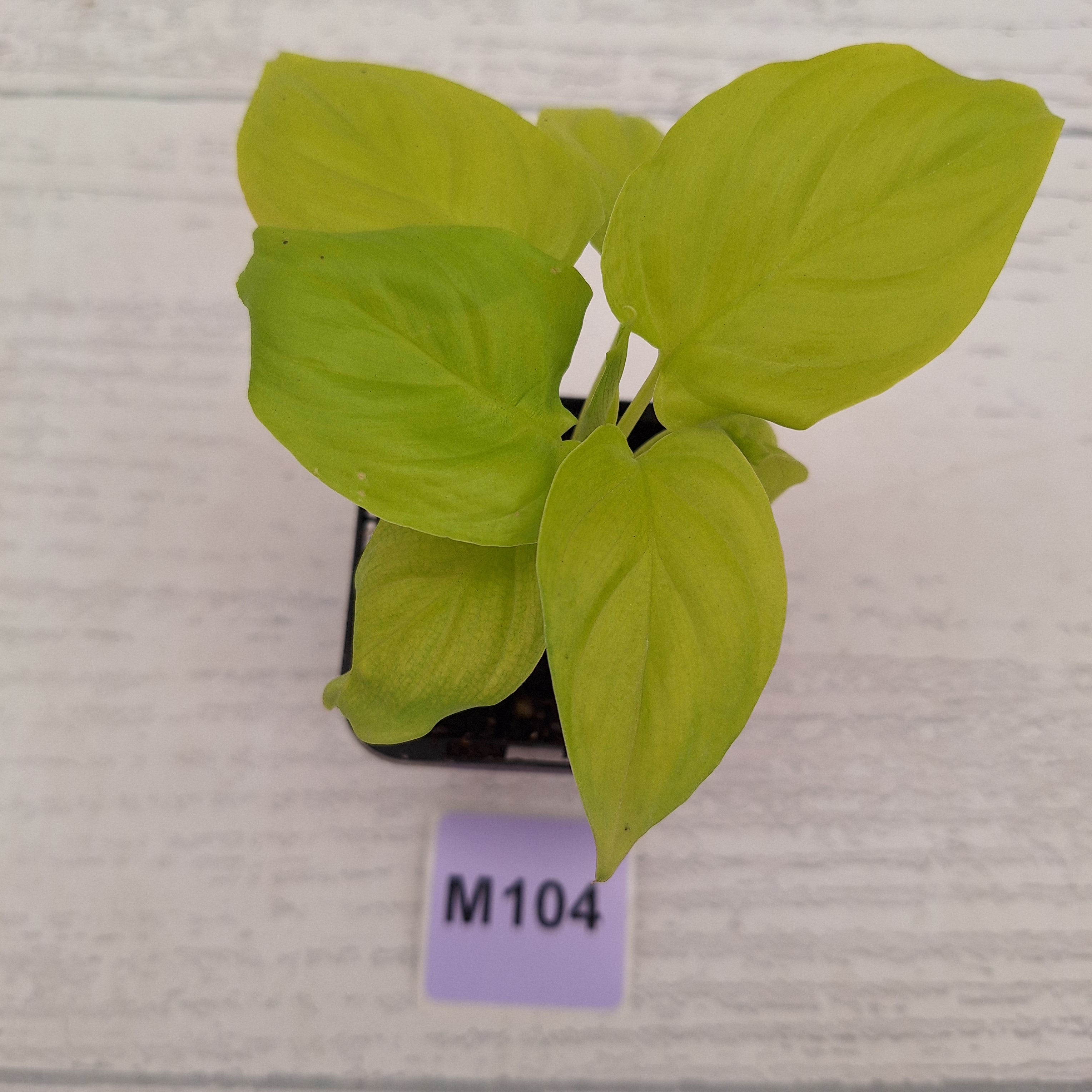 Homalomena rubescens Golden Hibiscus’ SALE