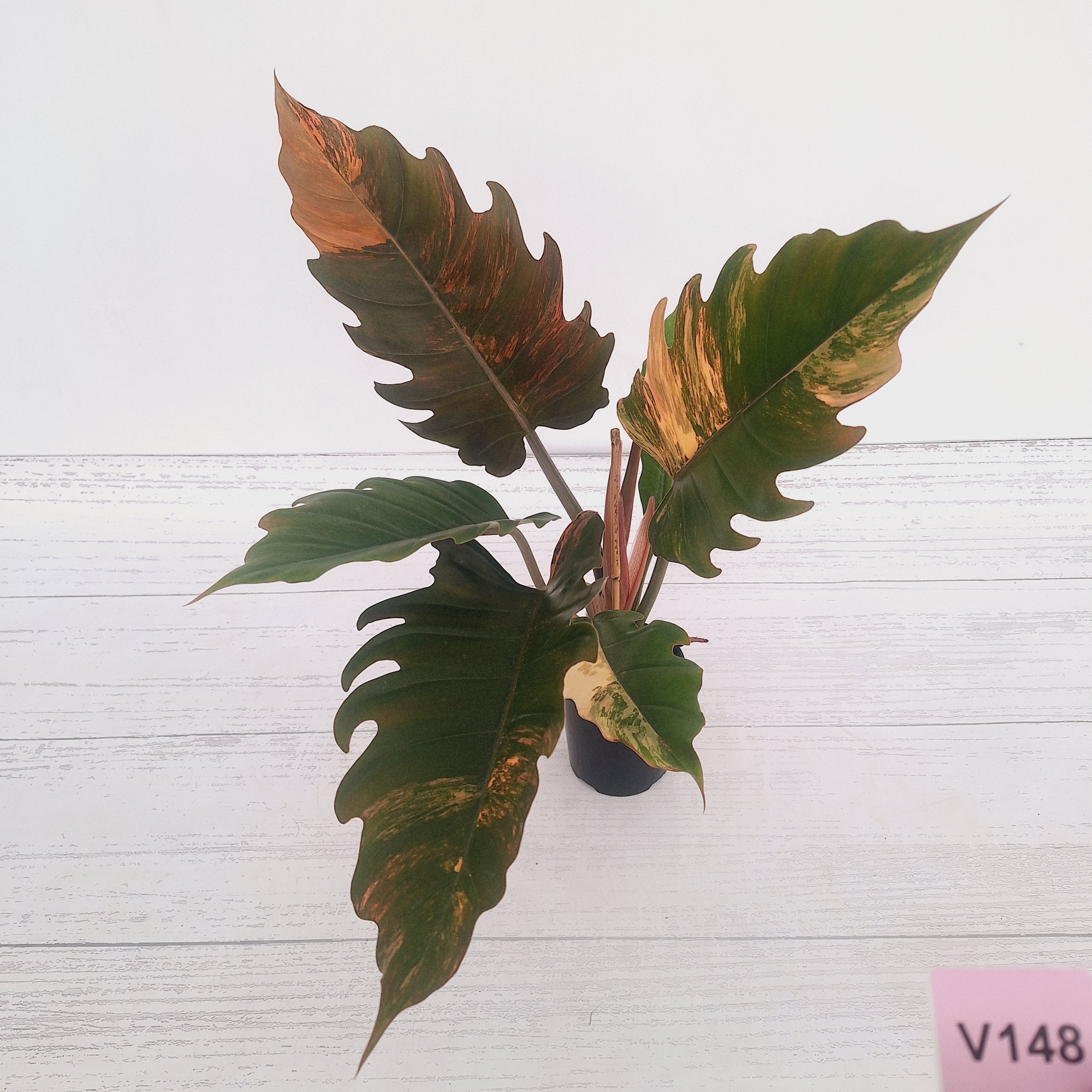 Philodendron serratum Caramel Marble