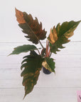 Philodendron serratum Caramel Marble