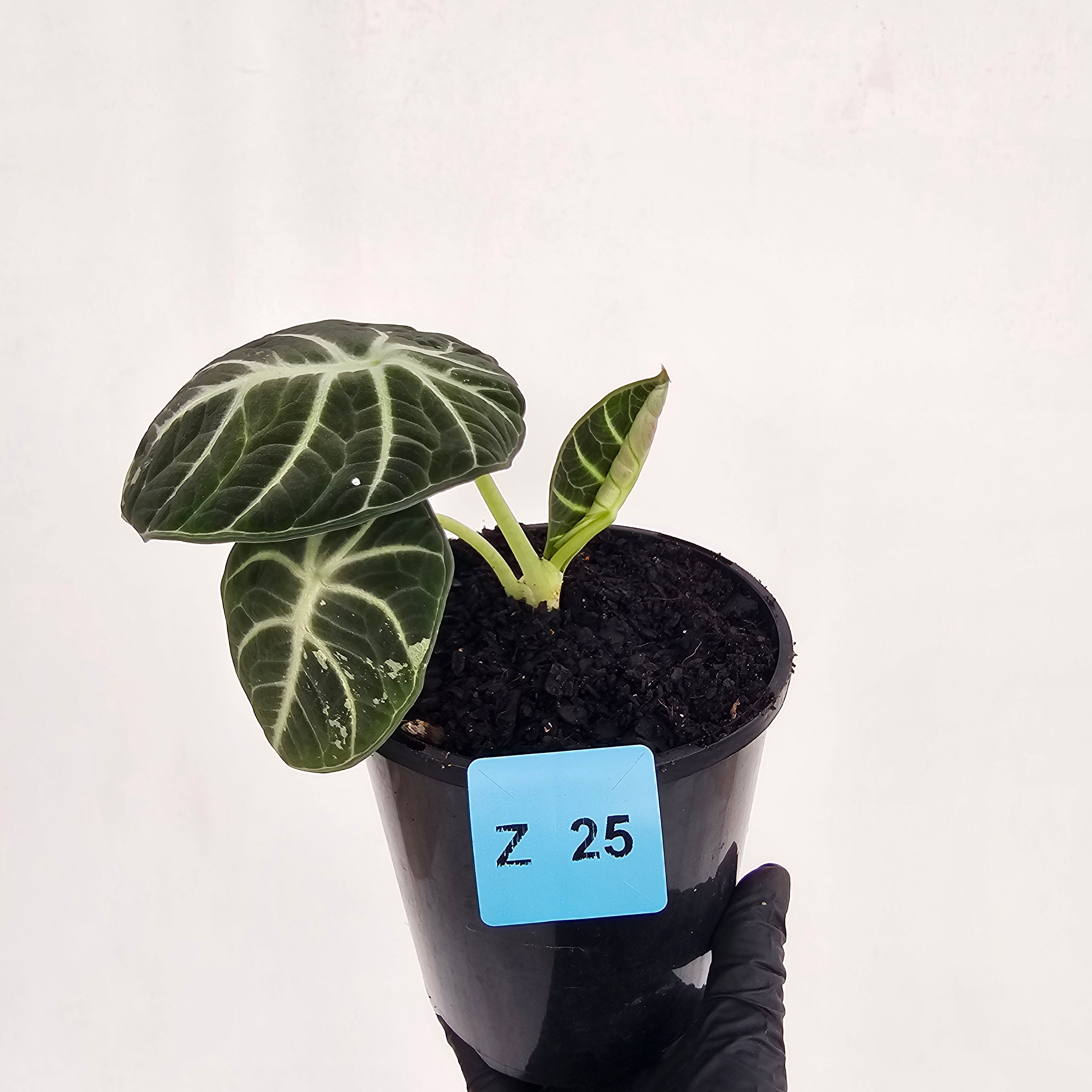 Alocasia reginula 'Ninja Variegata'