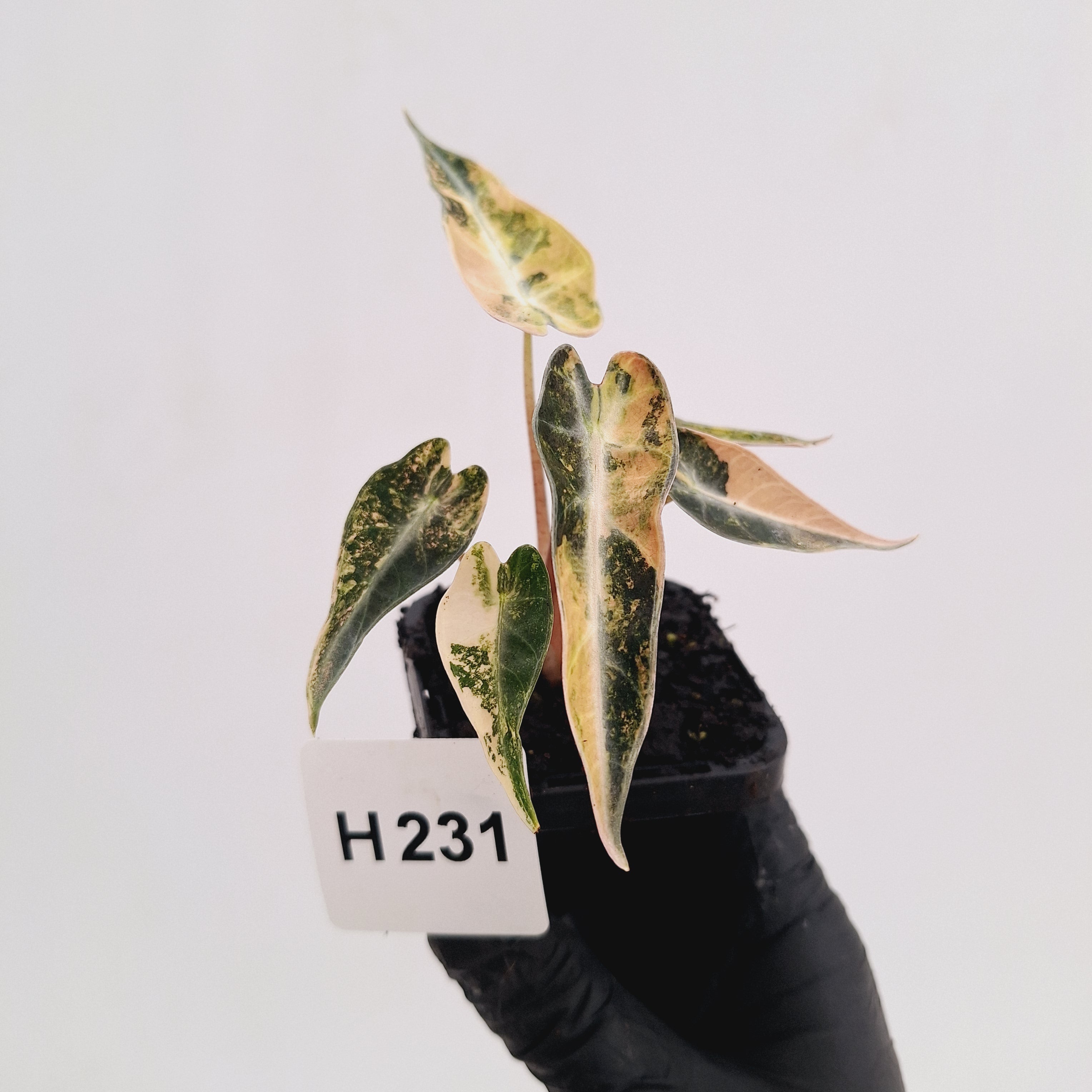 Alocasia Amazonica  bambino Variegata