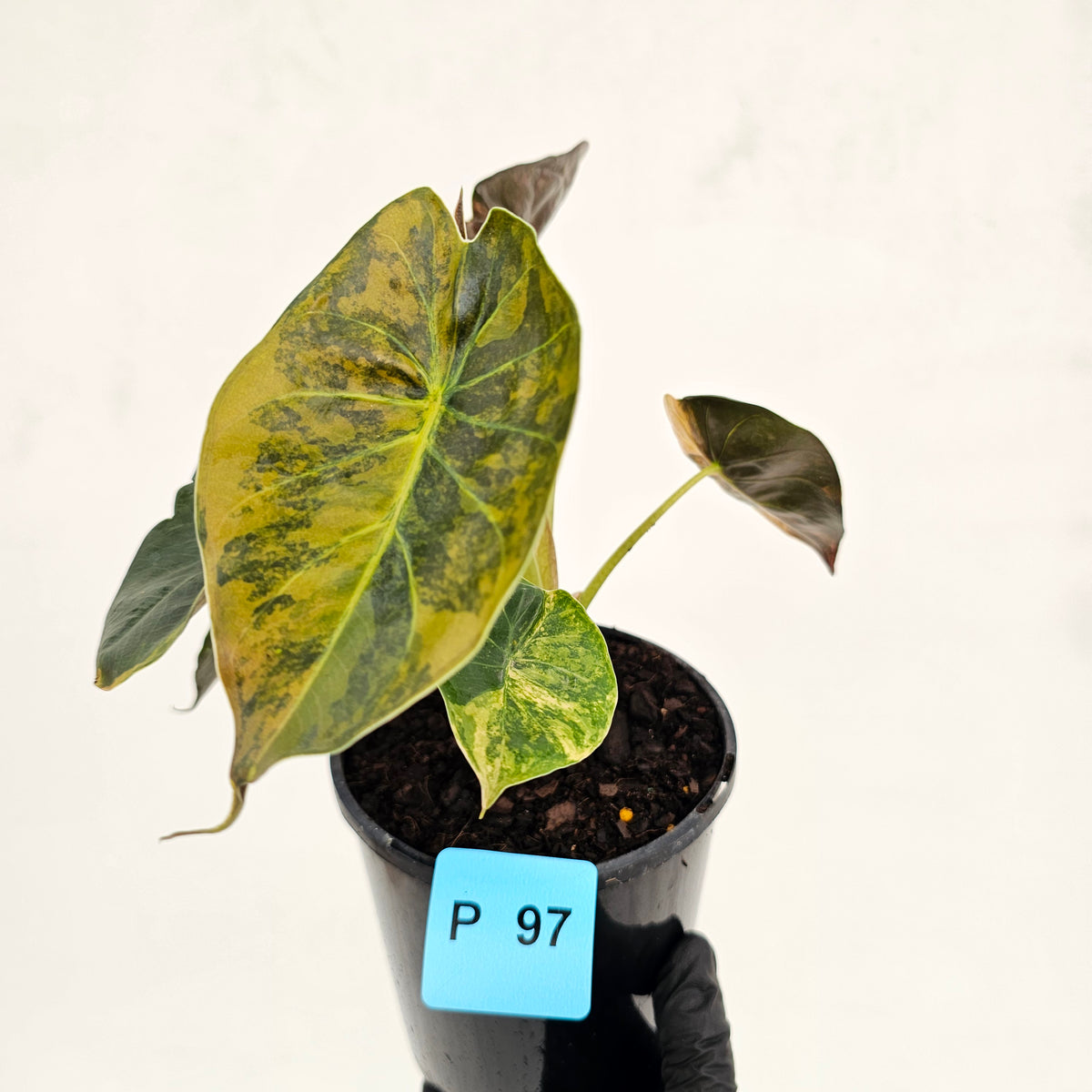Alocasia ‘wentii’ Variegated - SALE