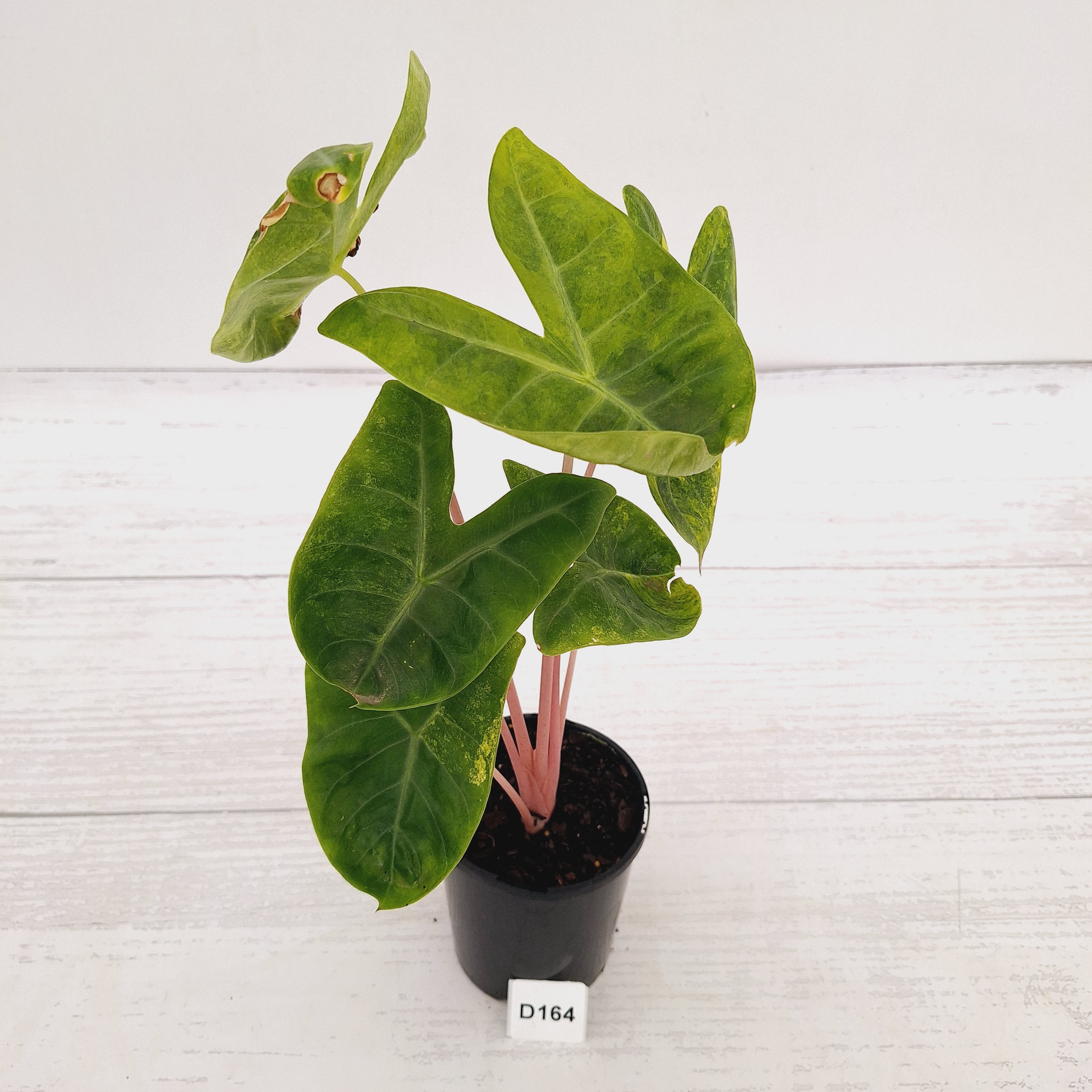 Alocasia 'Morocco' Variegated - SALE