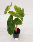 Alocasia 'Morocco' Variegated - SALE