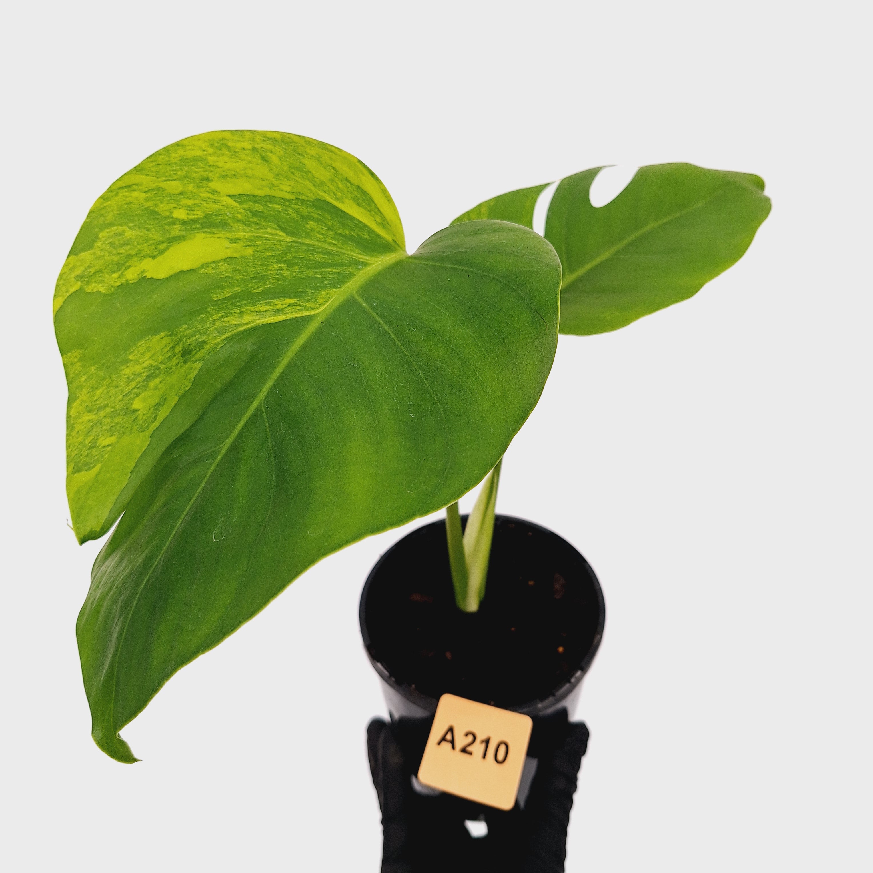 Monstera borsigiana &#39;Aurea&#39;