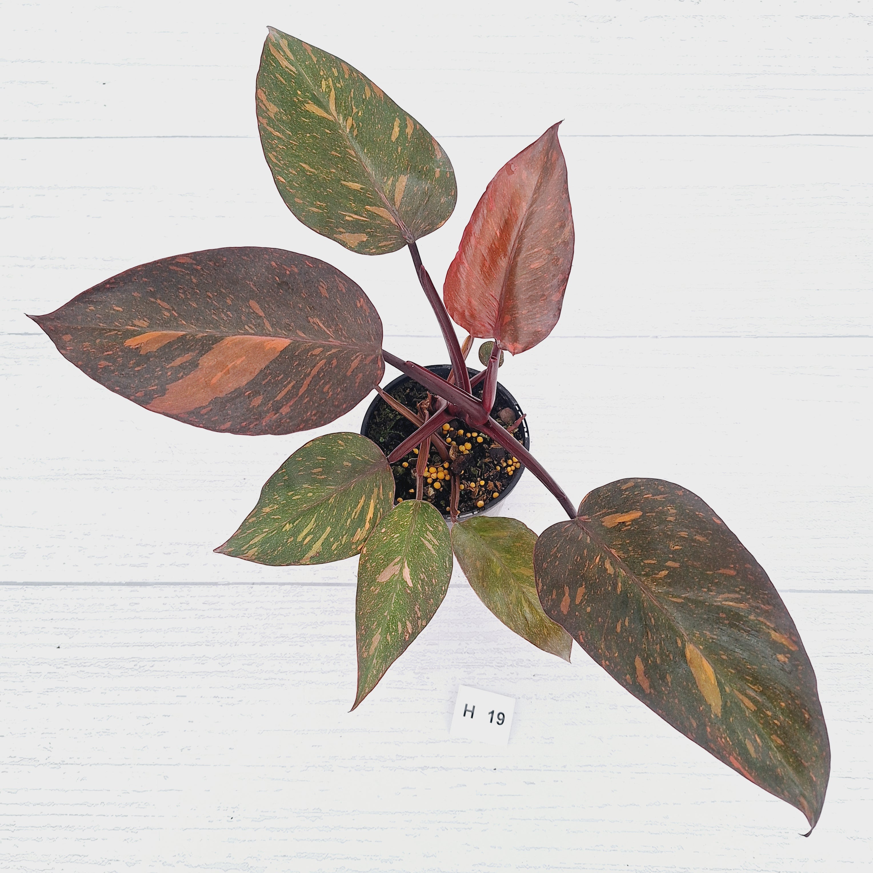 Philodendron 'Orange Princess' - FLASH SALE