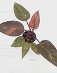 Philodendron 'Orange Princess' - FLASH SALE