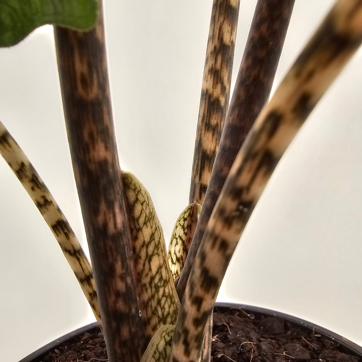 Alocasia tandurusa 'Jacklyn' perfectly imperfect