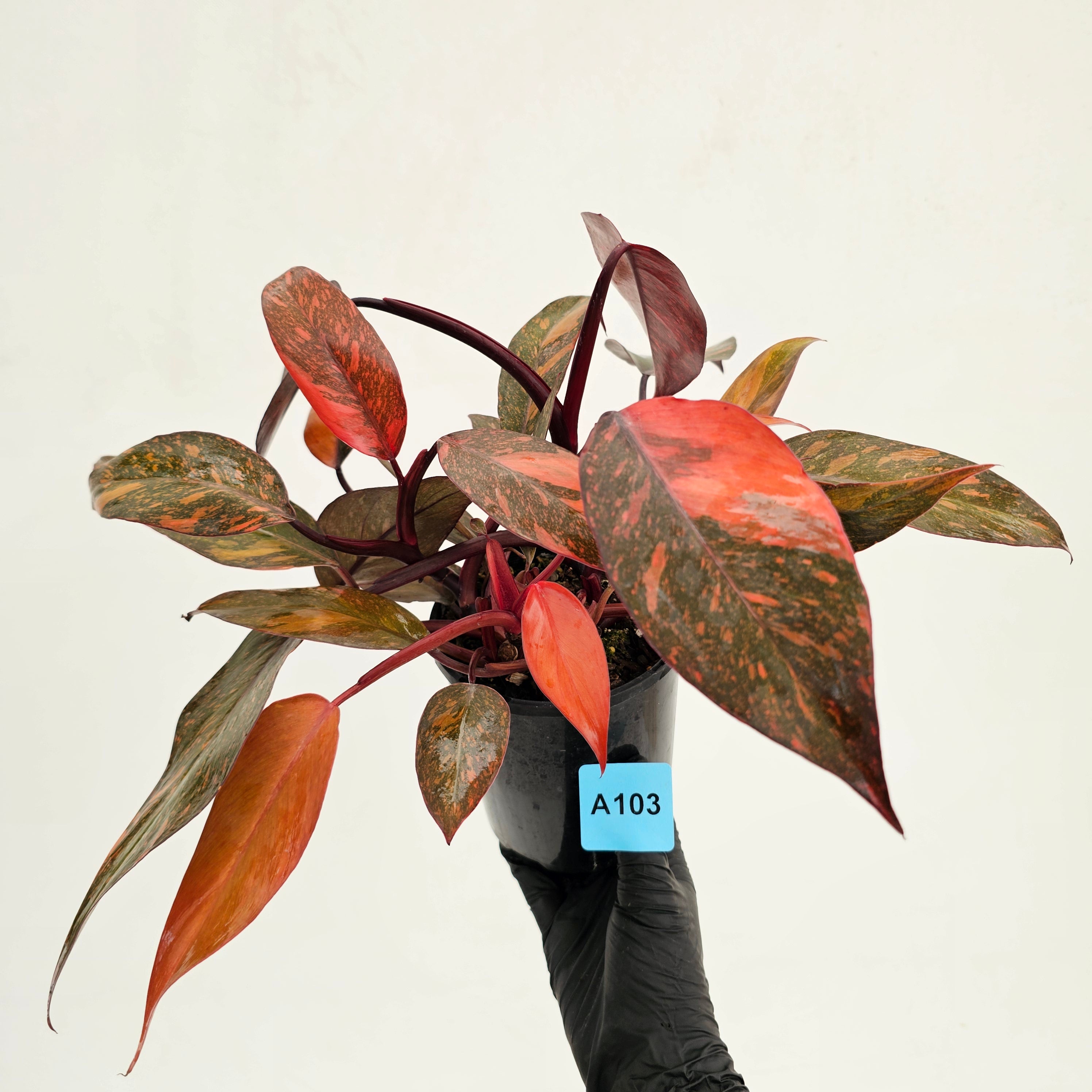 Philodendron 'Orange Princess'