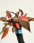 Philodendron 'Orange Princess'