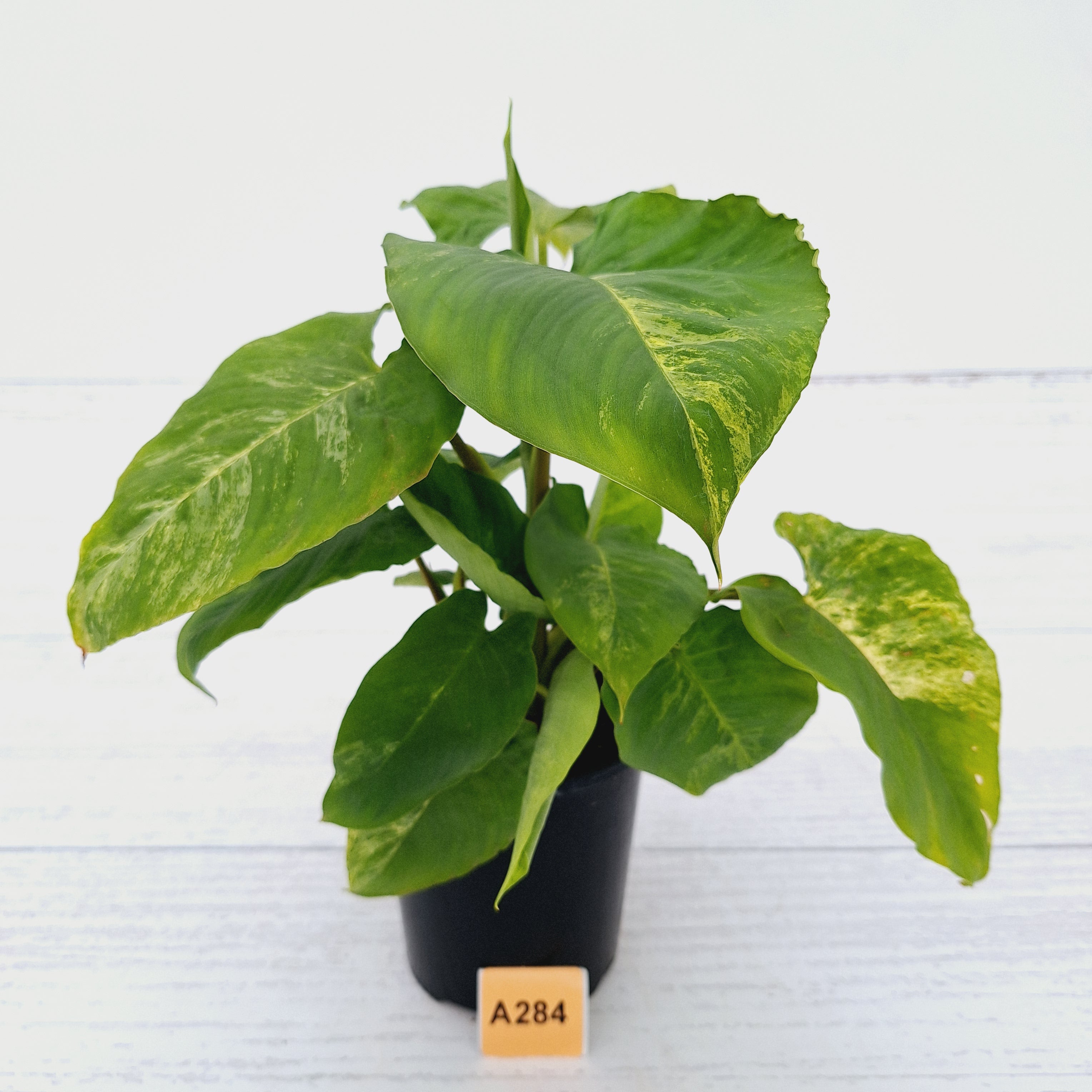 Homalomena rubescens Variegata