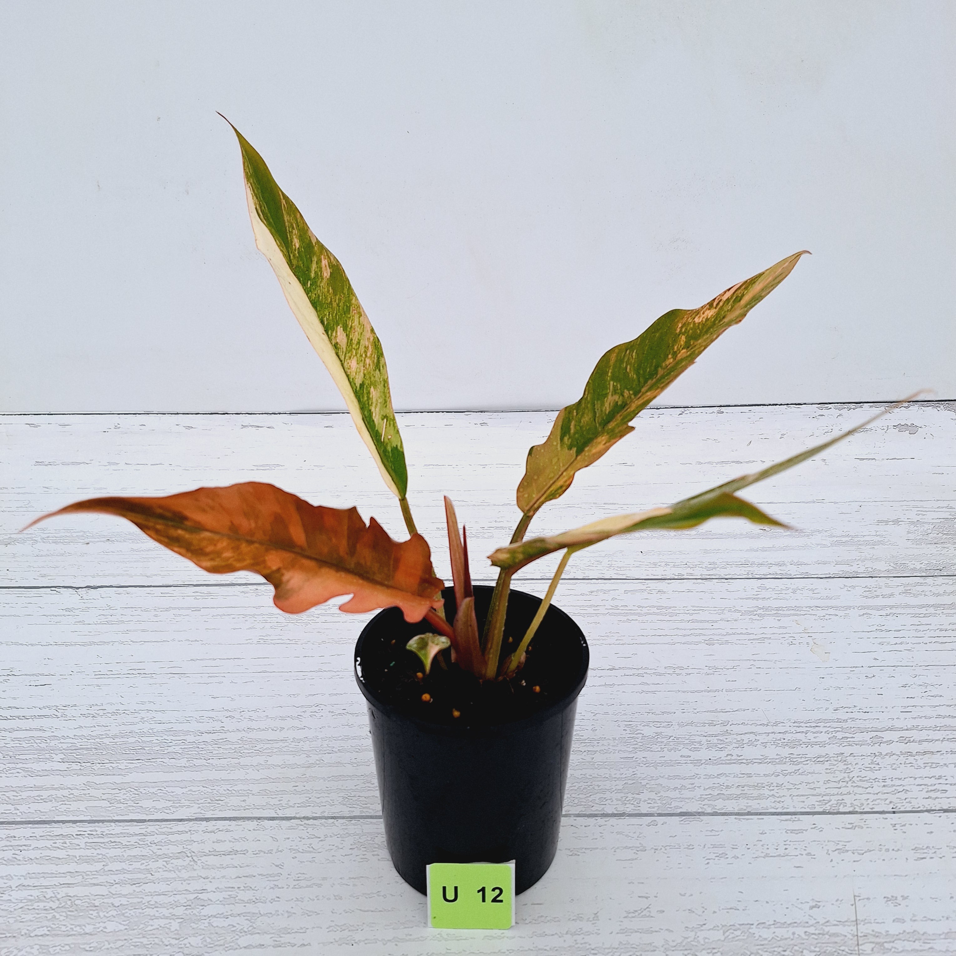 Philodendron serratum Caramel Marble