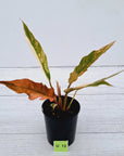 Philodendron serratum Caramel Marble