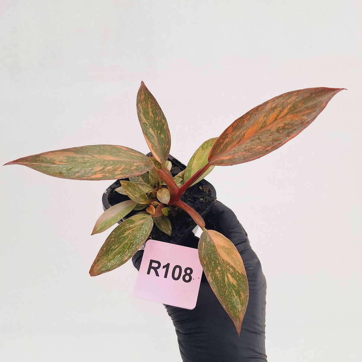 Philodendron 'Orange Princess' 70mm