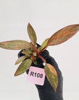 Philodendron 'Orange Princess' 70mm