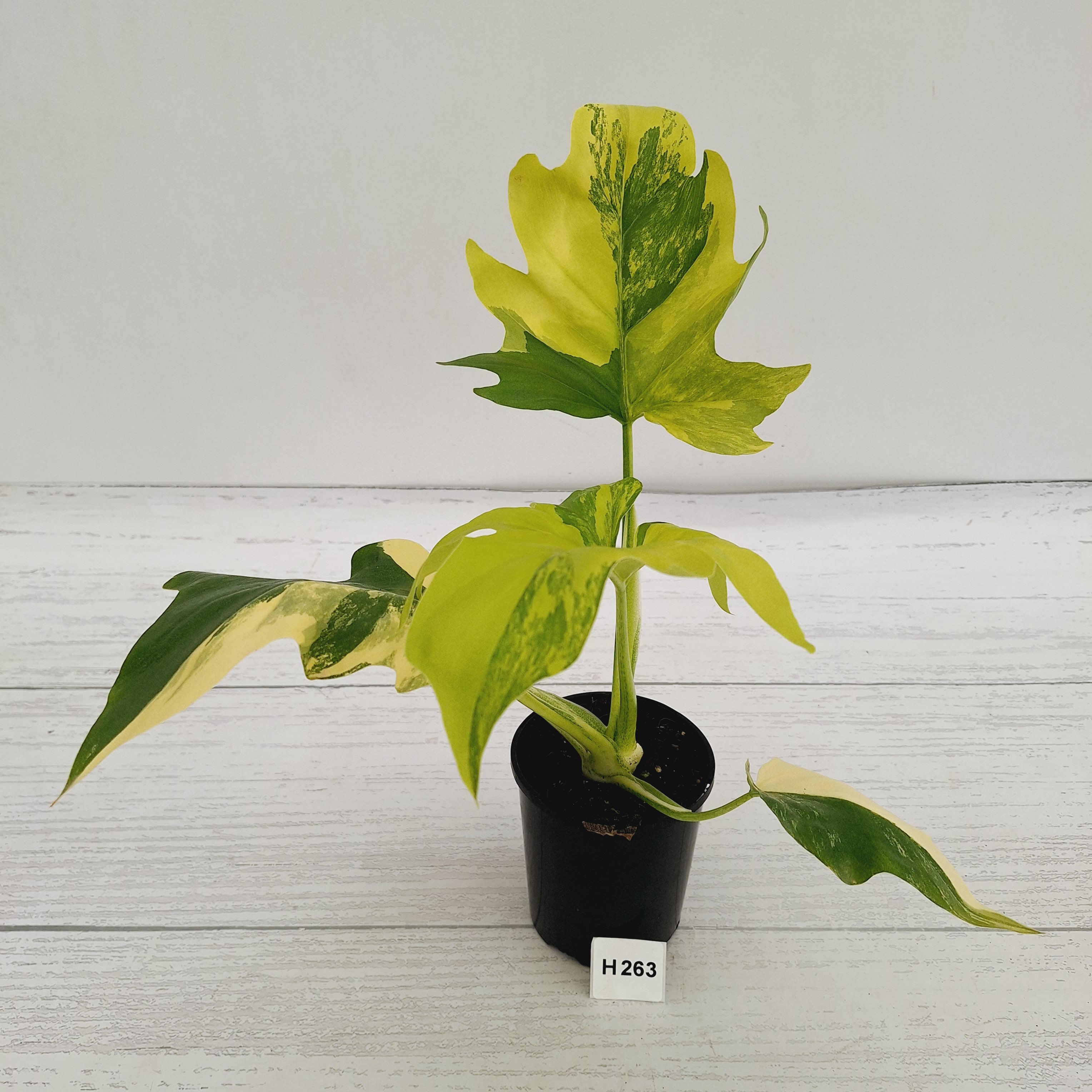 Philodendron warscewiczii Gold Variegata