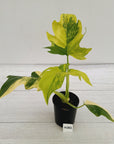 Philodendron warscewiczii Gold Variegata