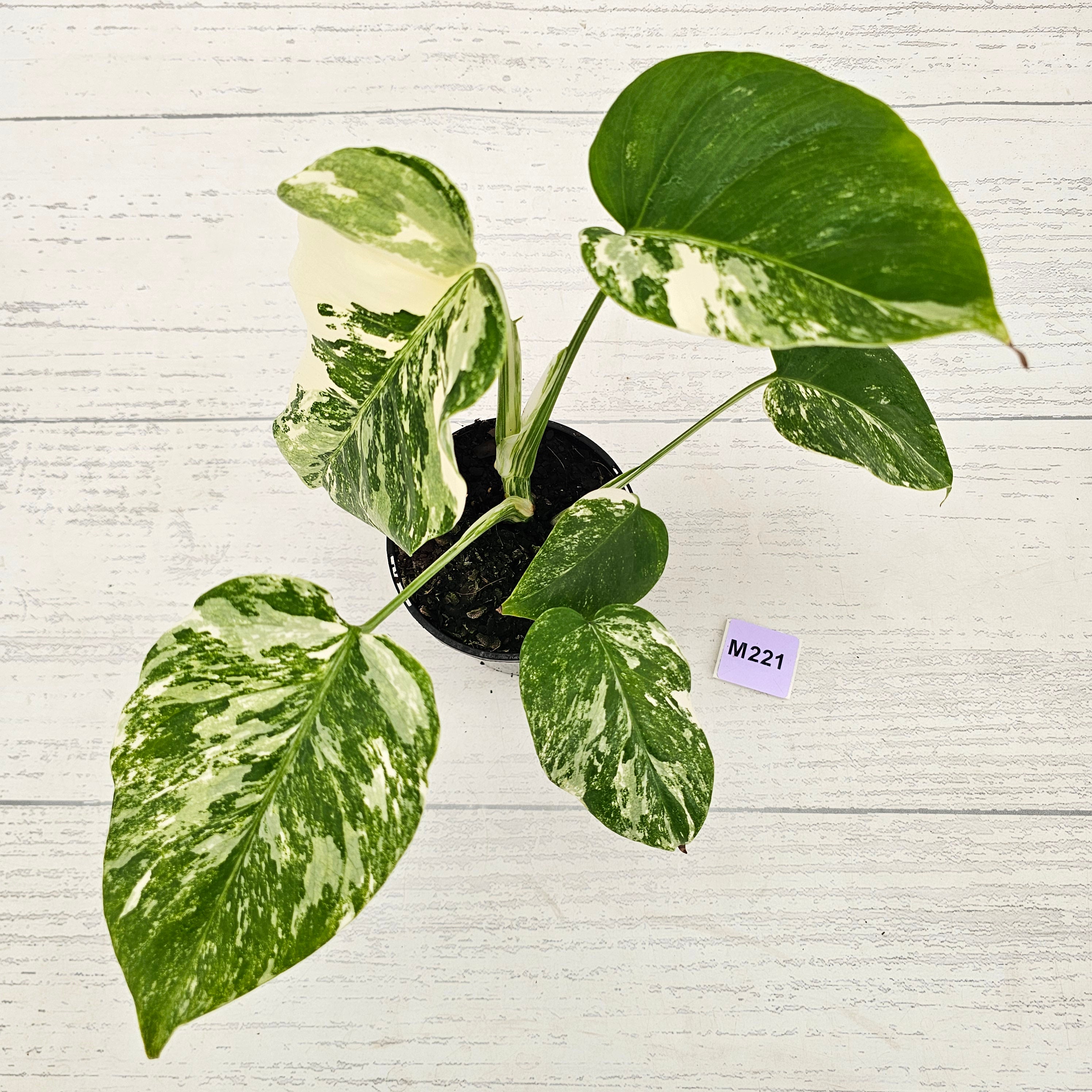 Monstera borsigiana 'Albo'