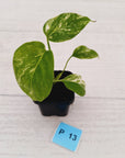 Monstera borsigiana 'Albo' - SALE