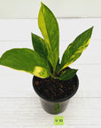 Anthurium jenmanii Variegata