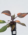 Philodendron 'Orange Princess' - FLASH SALE