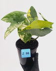 Syngonium podophyllum 'Gold'