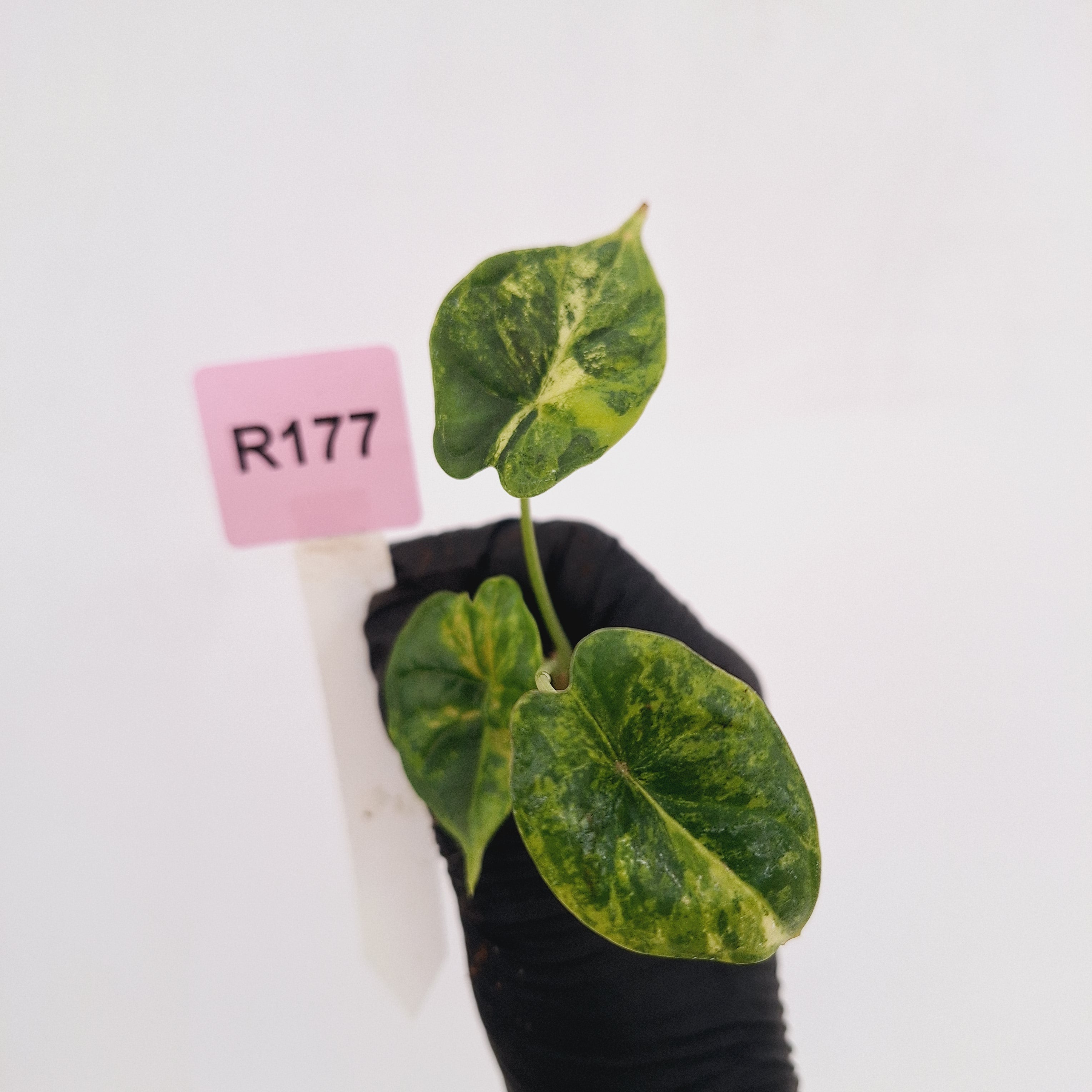 Alocasia Dragon Scale Aurea Variegata - Bare Bottom Baby