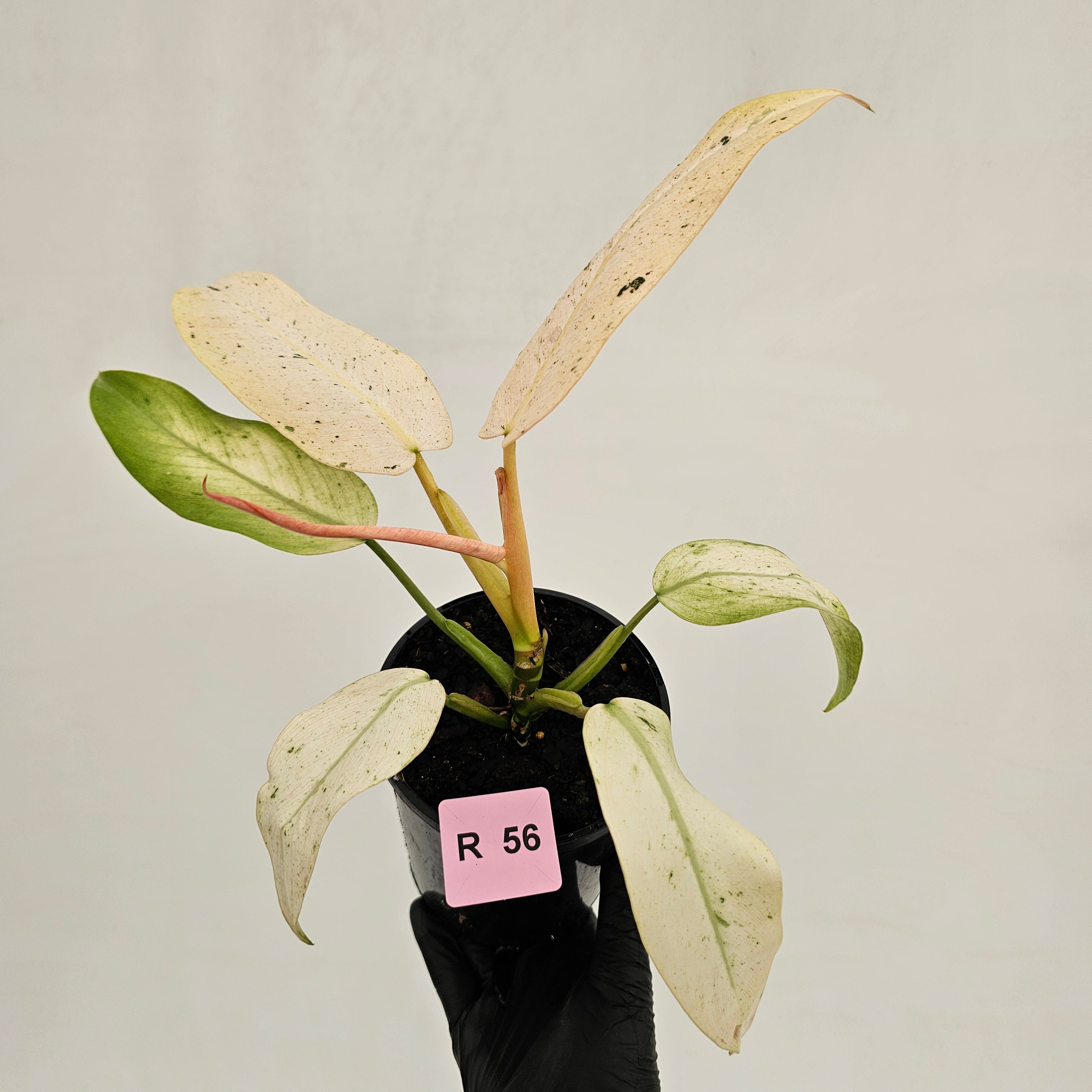 Philodendron  'Whipple Way' SALE