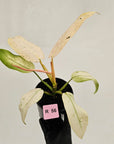 Philodendron  'Whipple Way' SALE
