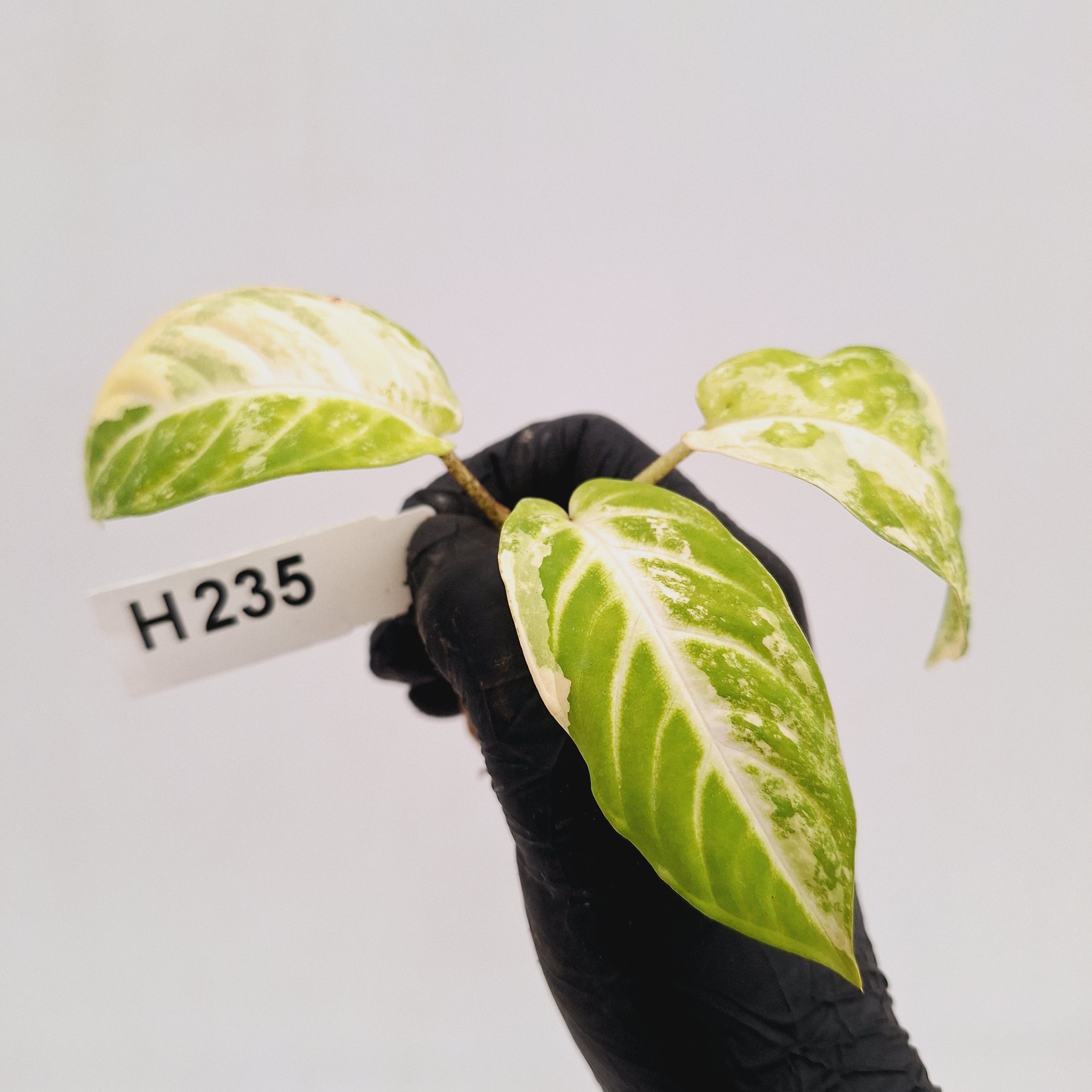 Phyllotaenium lindenii Magnificum Variegata -  Bare Bottom Baby