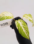 Phyllotaenium lindenii Magnificum Variegata -  Bare Bottom Baby
