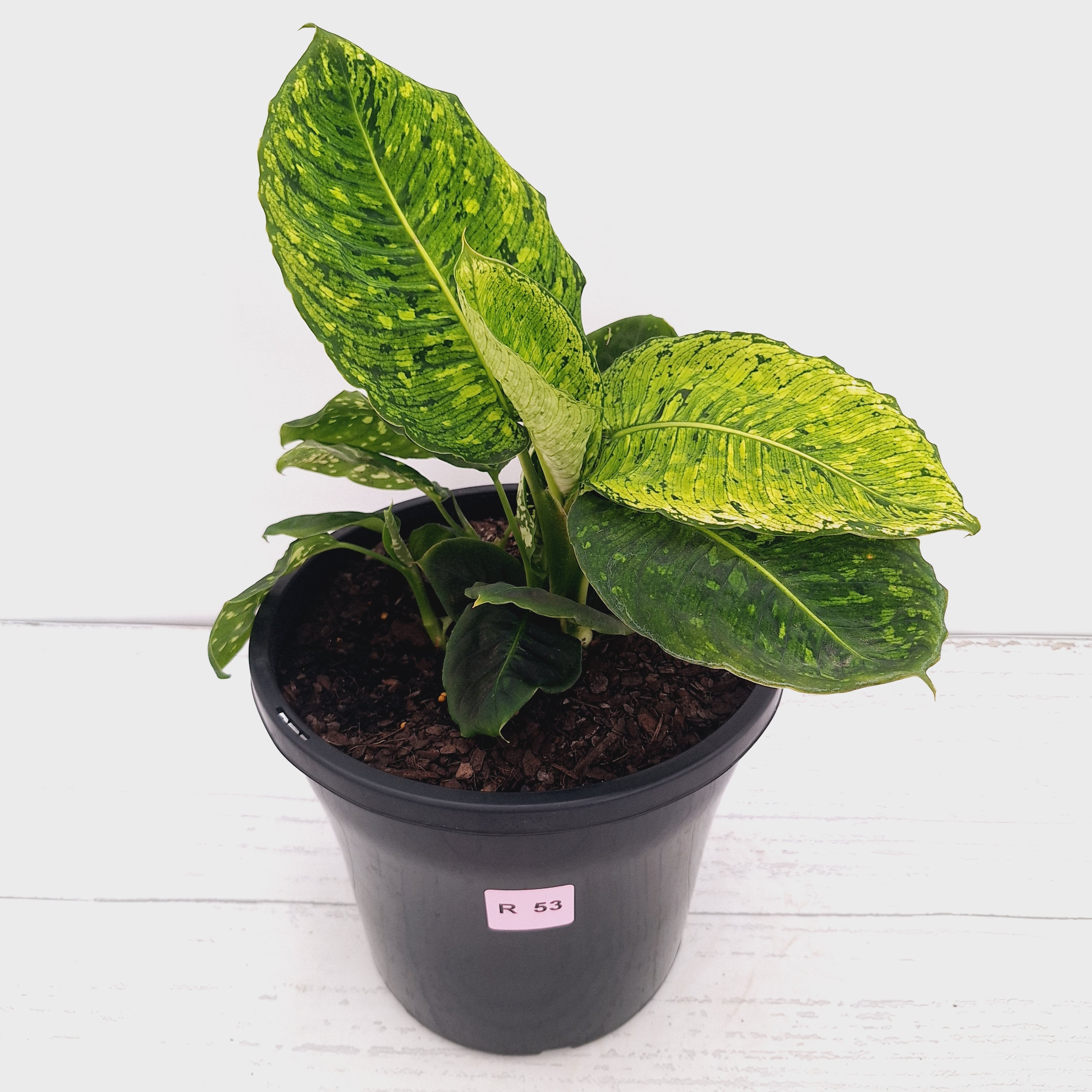 Dieffenbachia maculata 'Reflector' Variegata