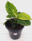 Dieffenbachia maculata 'Reflector' Variegata
