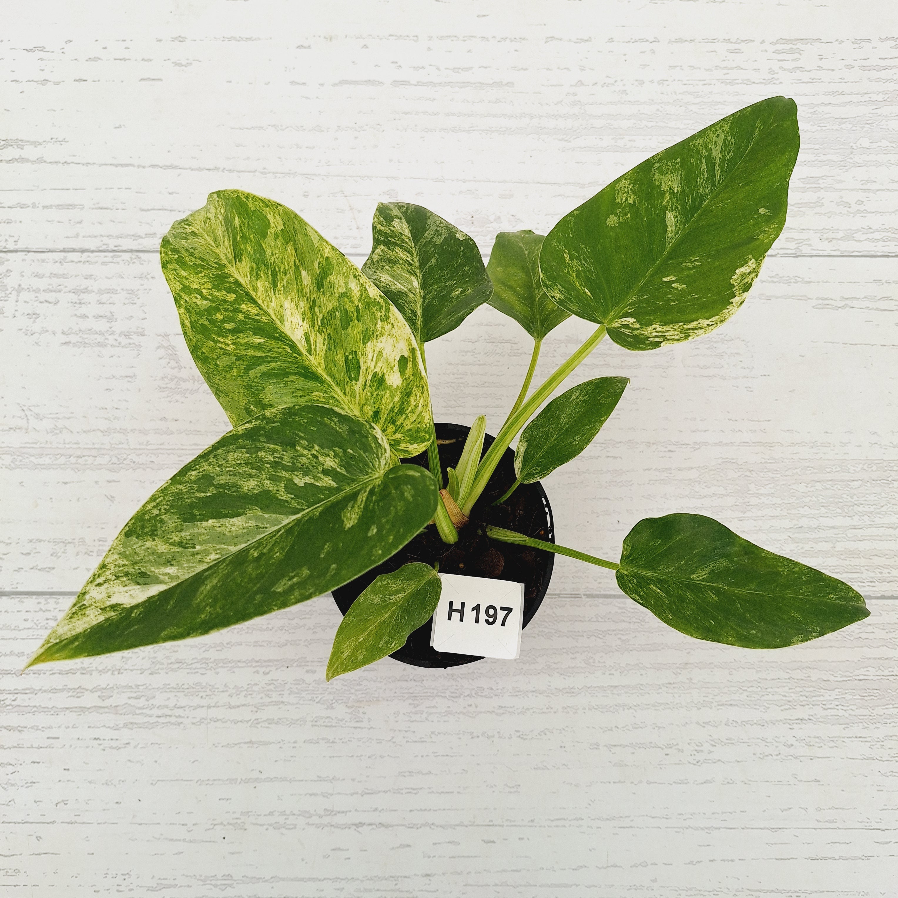 Philodendron giganteum Blizzard - SALE