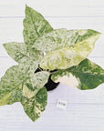 Alocasia odora 'Batik' Variegata Tri Colour