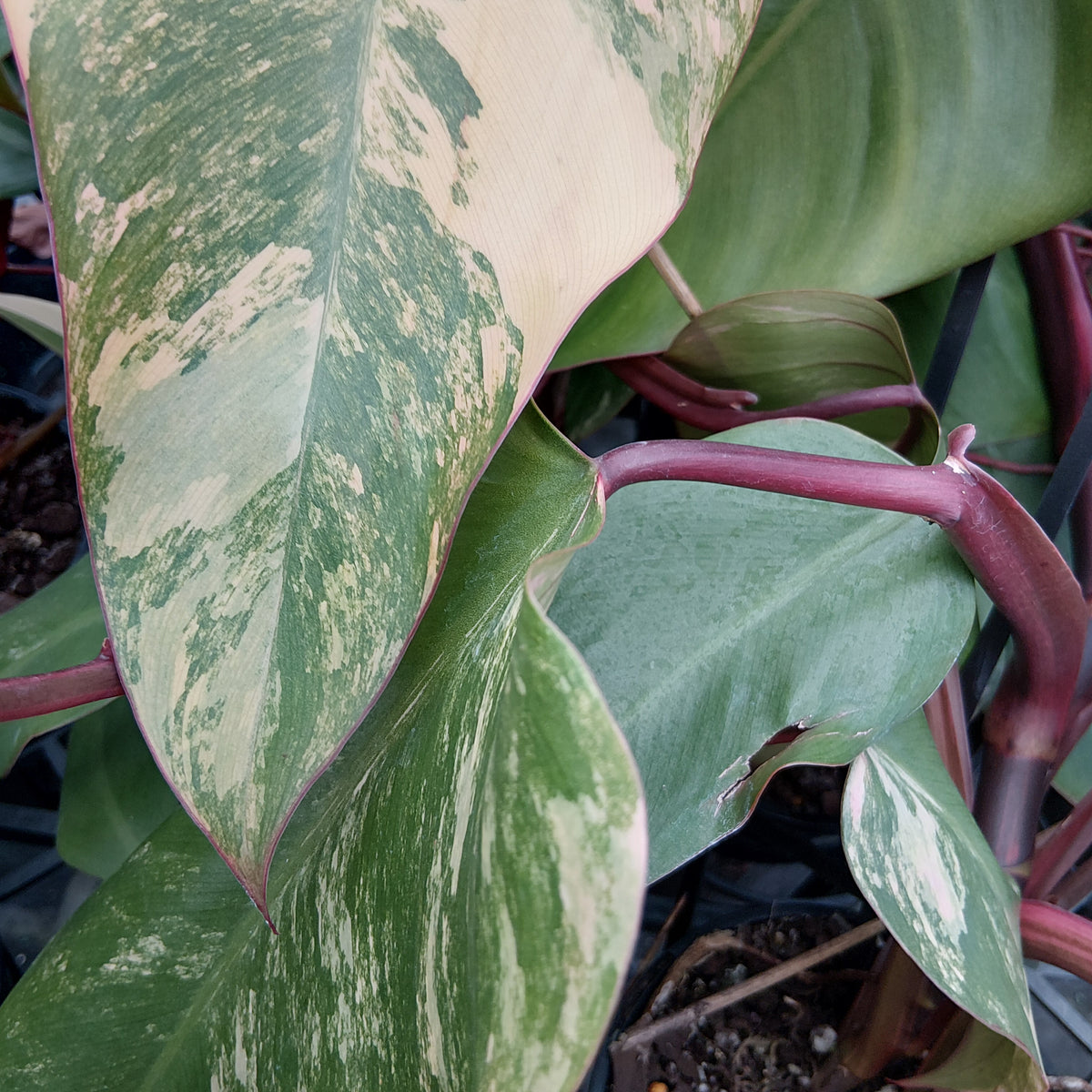 Philodendron erubescens Strawberry Shake - Perfectly Imperfect Plants