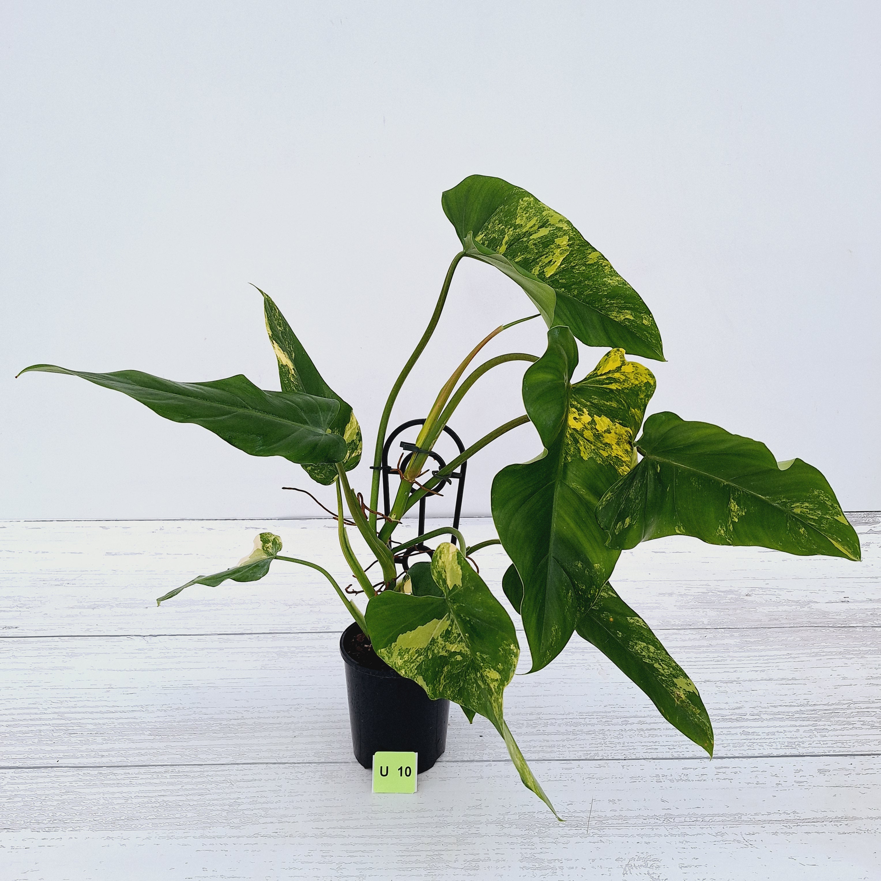 Philodendron domesticum variegata