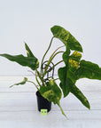 Philodendron domesticum variegata