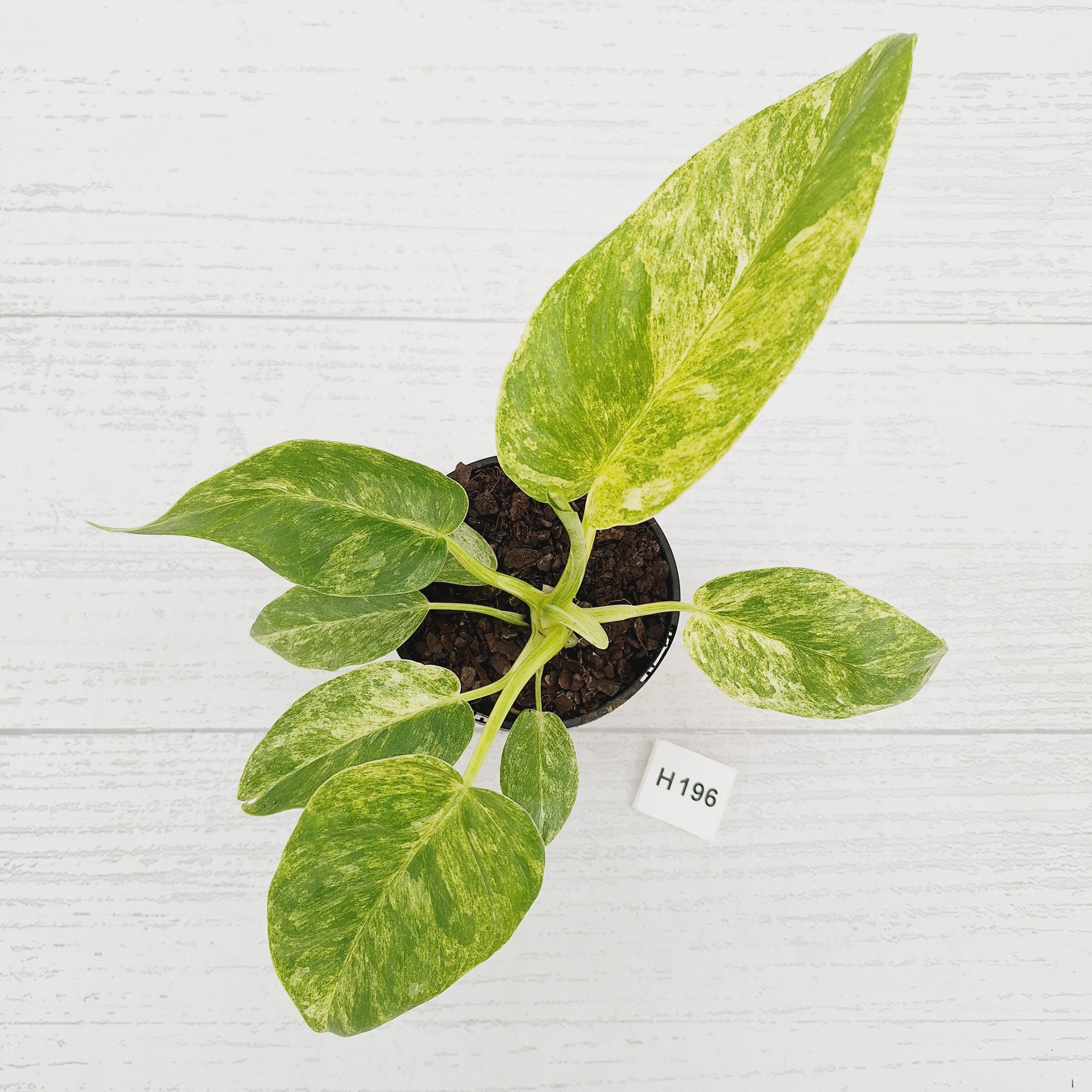 Philodendron giganteum Blizzard - SALE