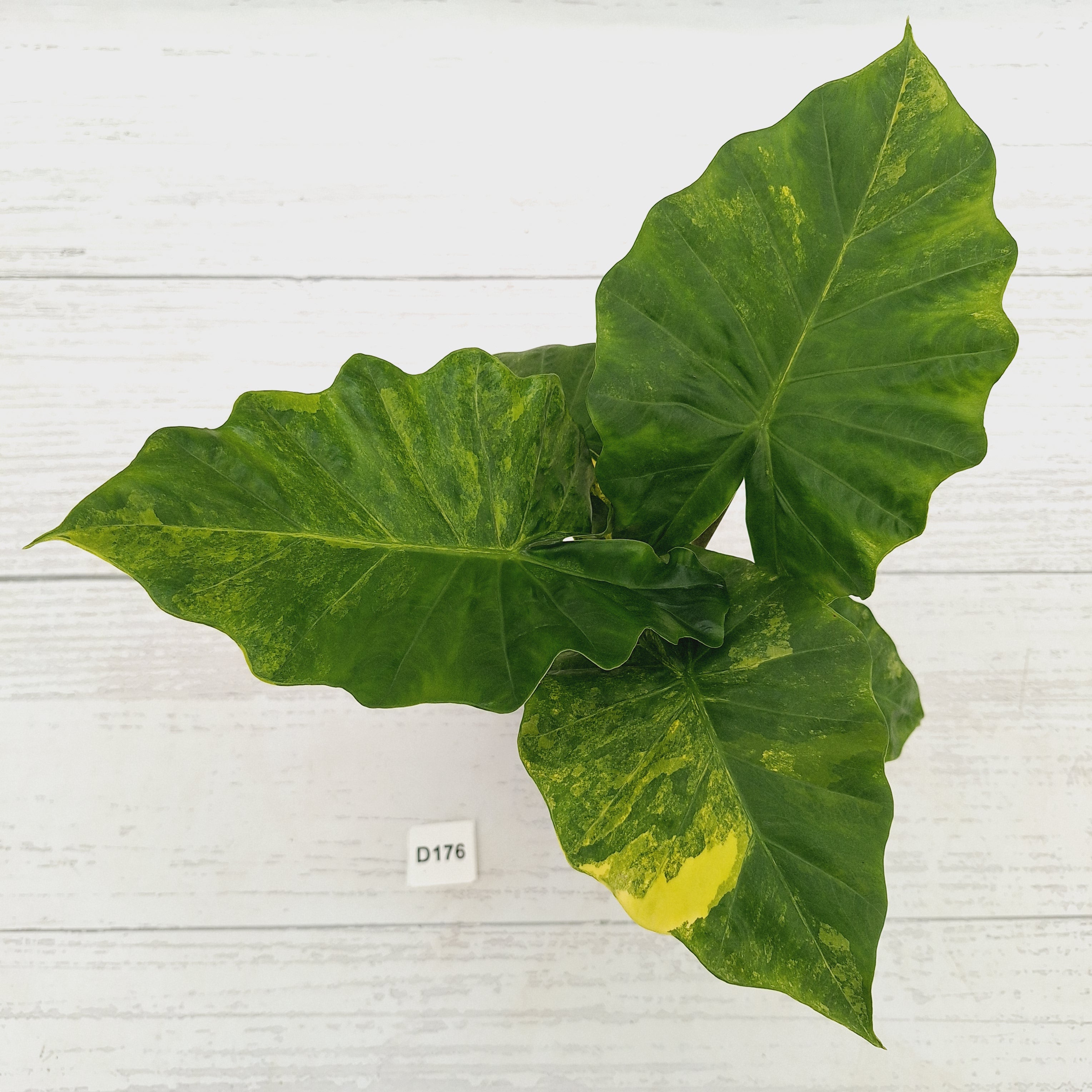Alocasia Portora Variegata - SALE