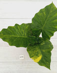 Alocasia Portora Variegata - SALE