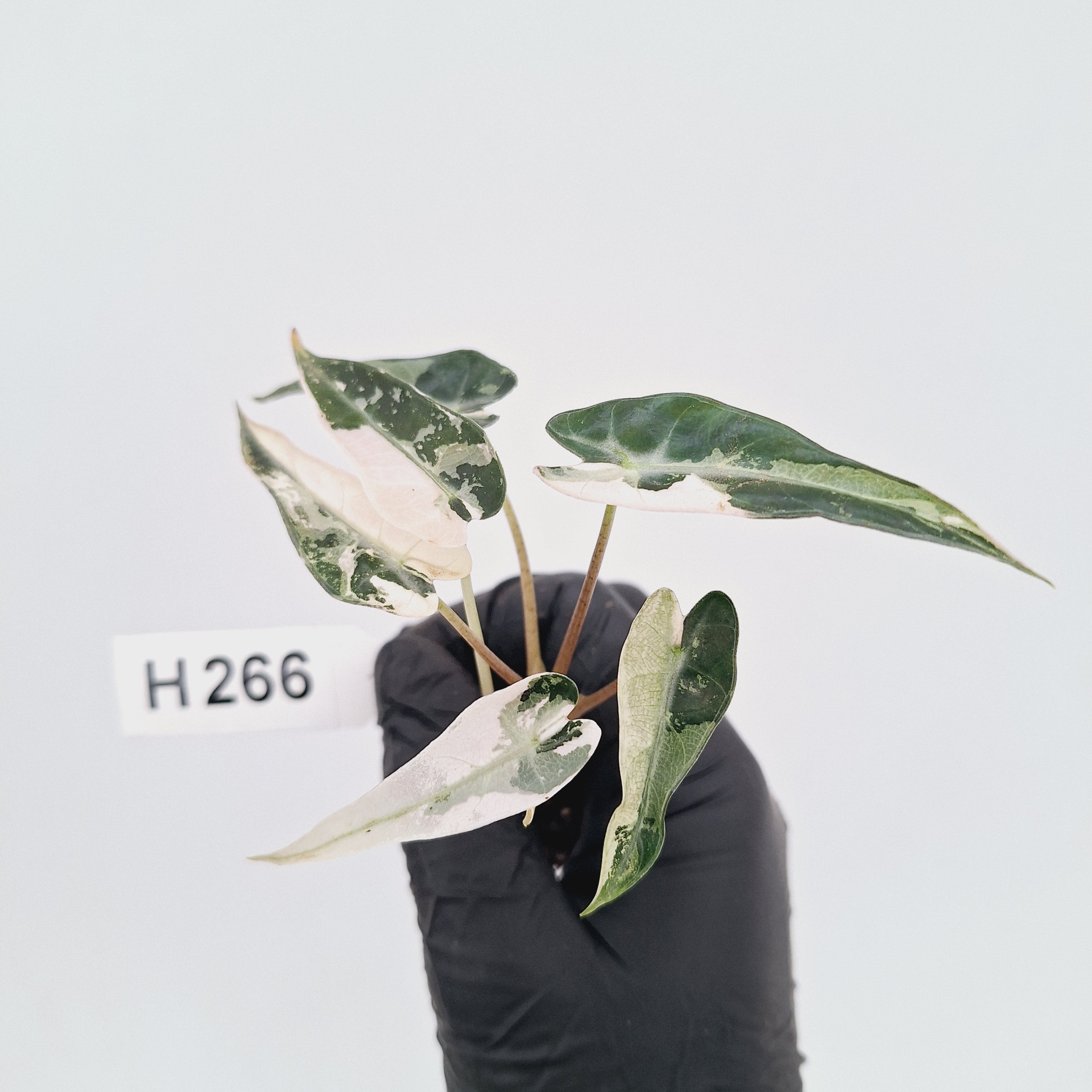 Alocasia Amazonica  bambino Variegata - Bare Bottom Baby - SALE