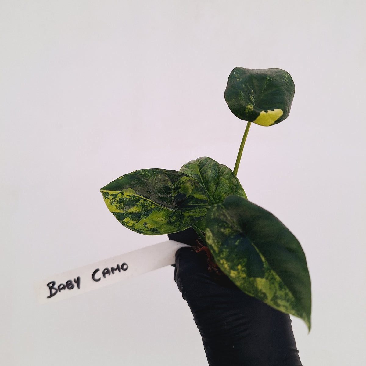 Alocasia sinuata Variegata - Bare Bottom Baby