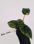Alocasia sinuata Variegata - Bare Bottom Baby
