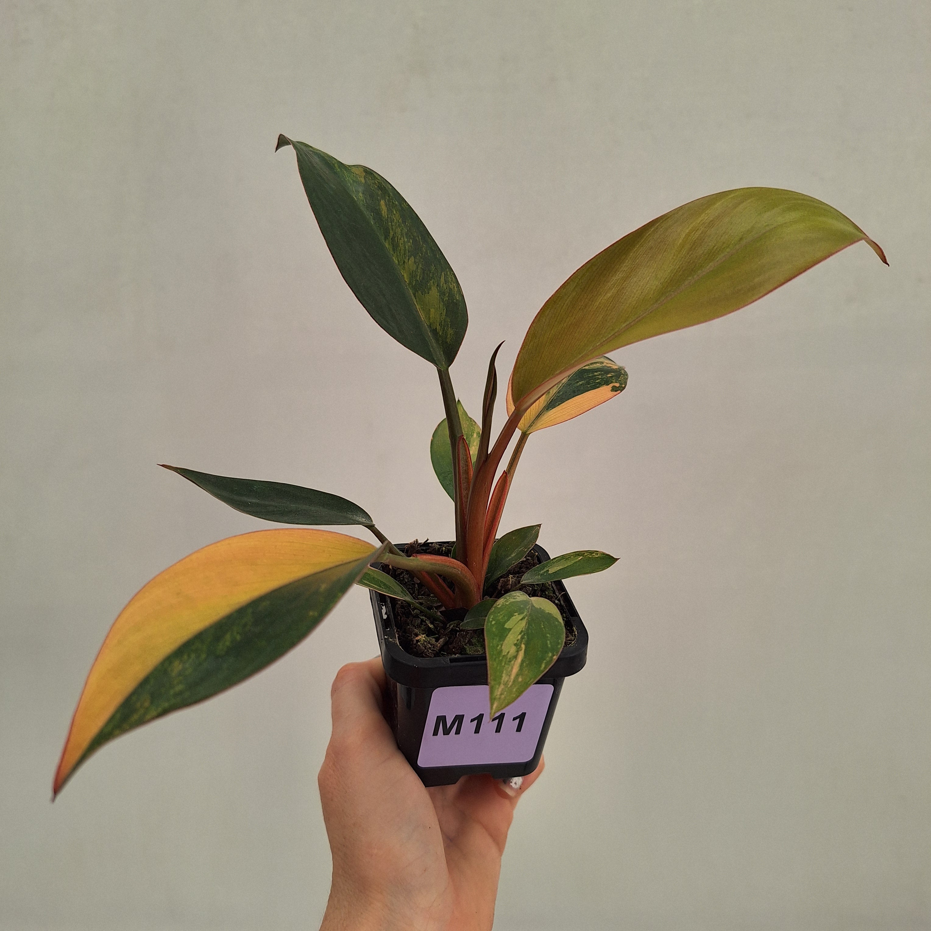 Philodendron 'Rojo Congo Variegated' 70mm