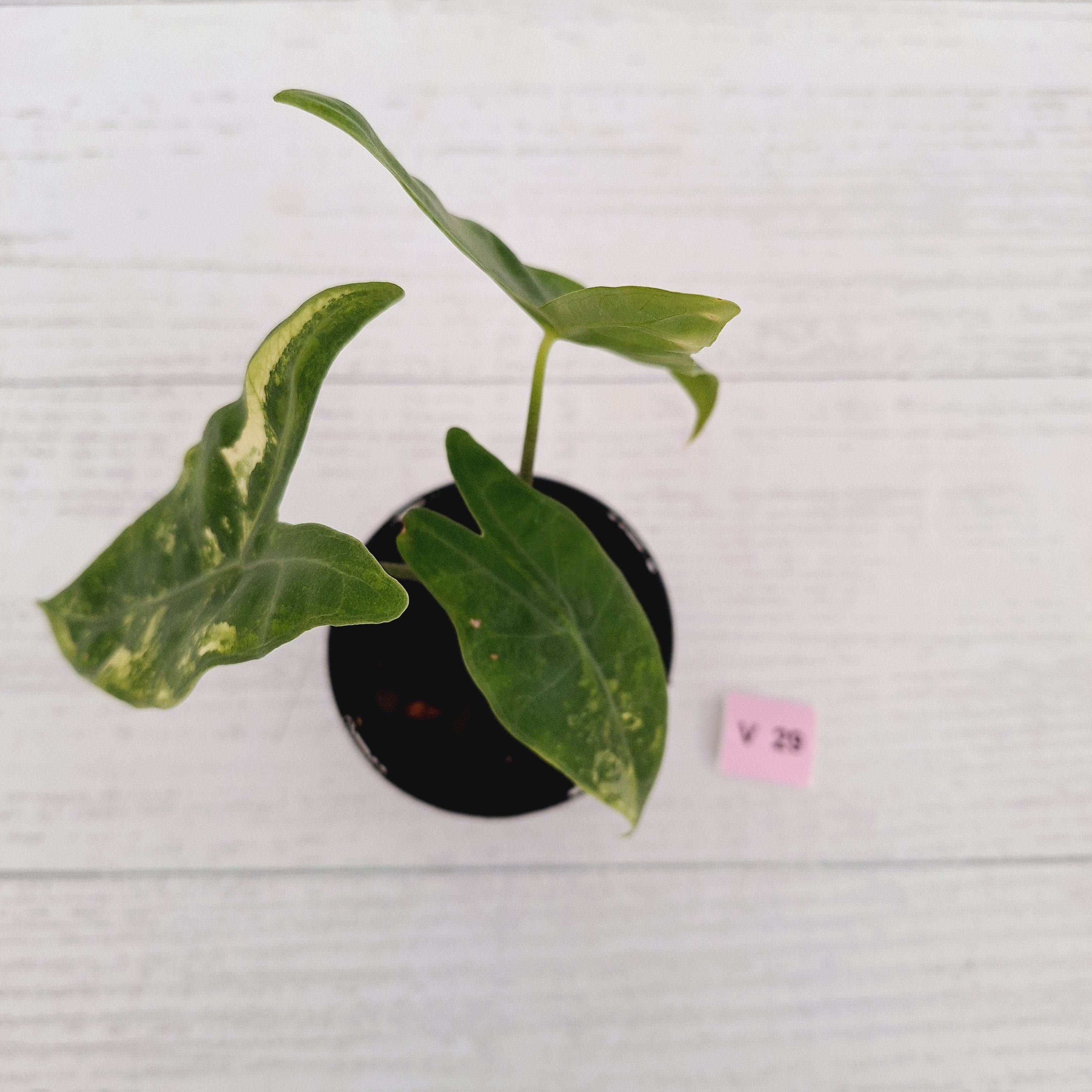 Alocasia  no ID