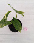 Alocasia  no ID