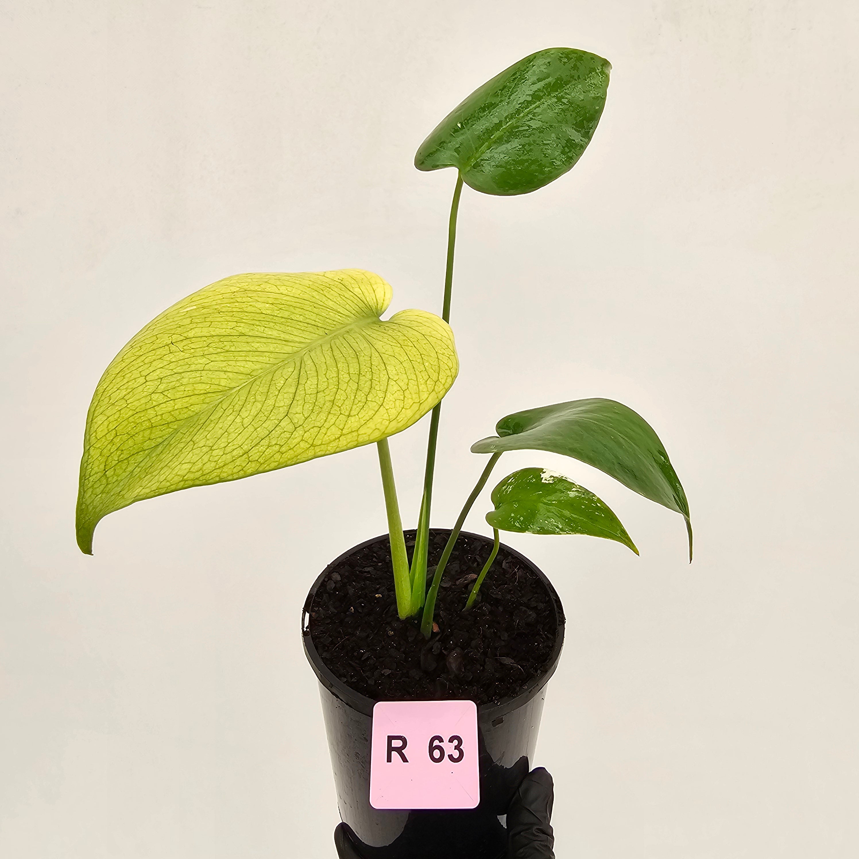 Monstera Deliciosa 'White Monster'