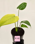 Monstera Deliciosa 'White Monster'