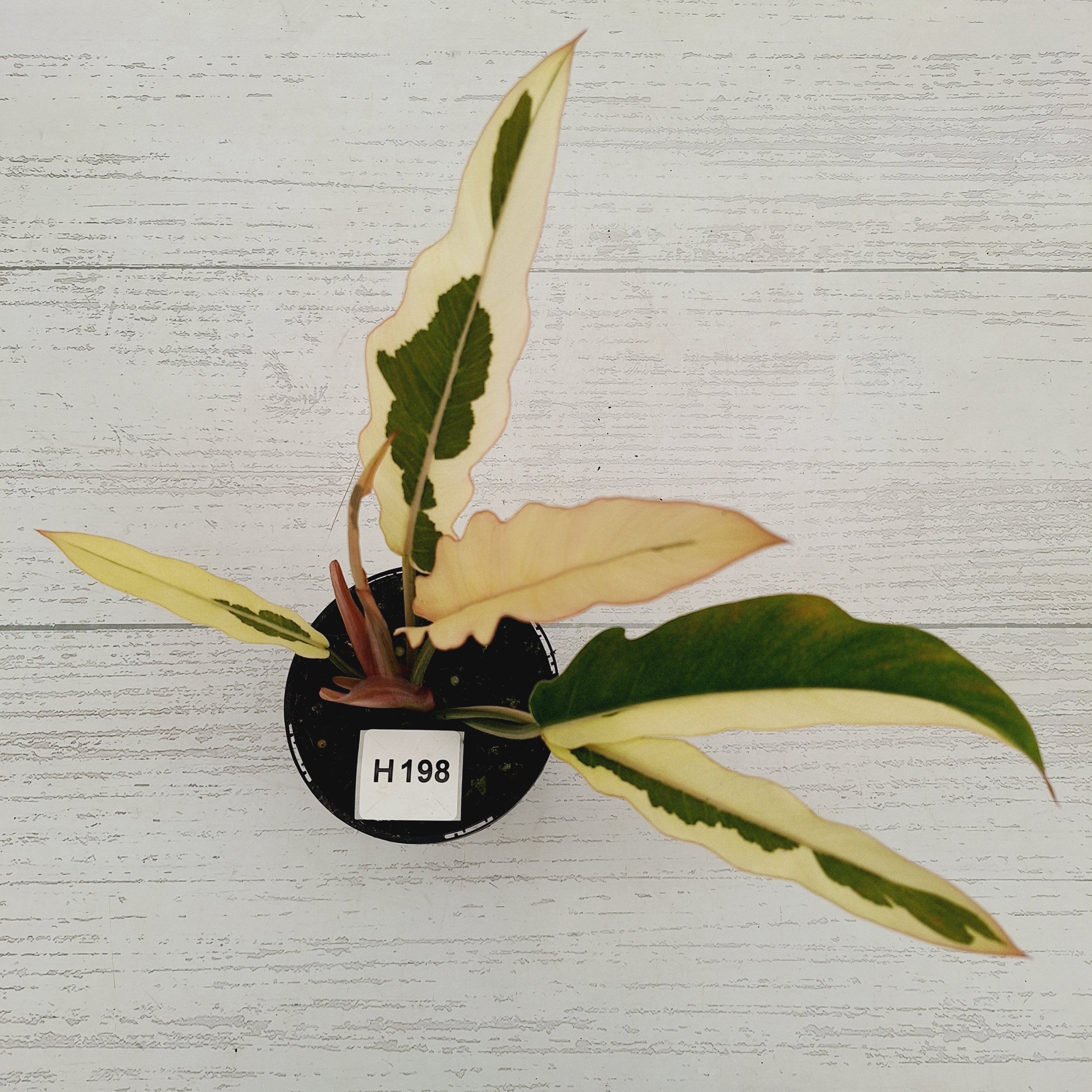 Philodendron serratum Caramel Marble Albo
